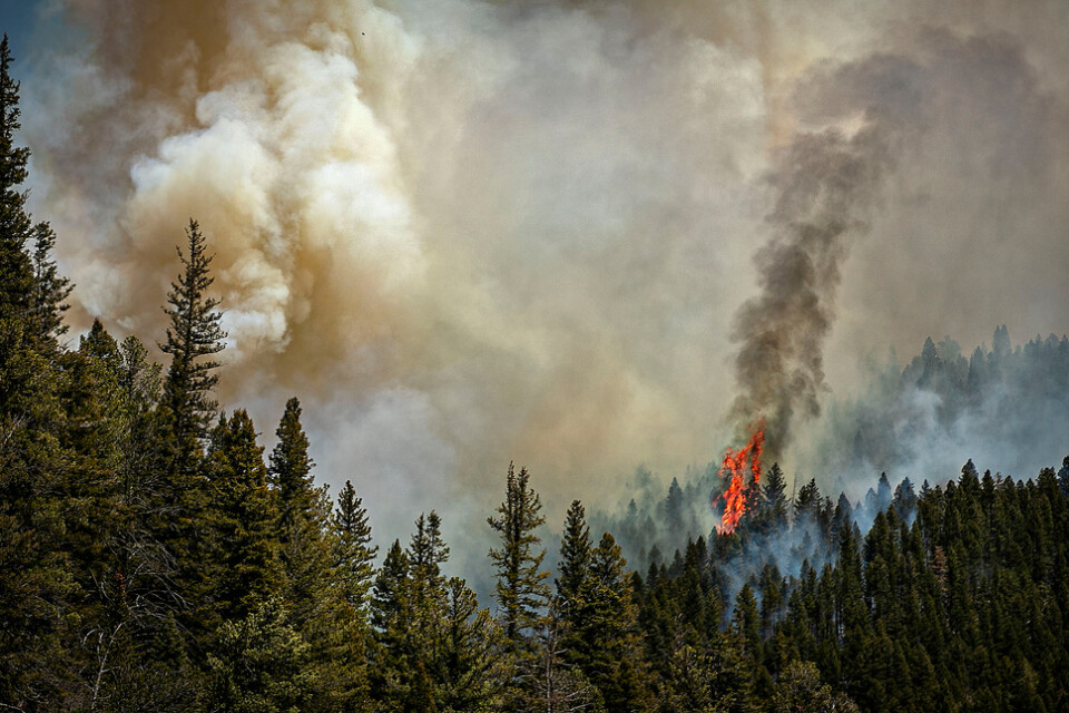 I New Mexico rasar sedan april den största skogsbranden i delstatens historia. Arkivbild.