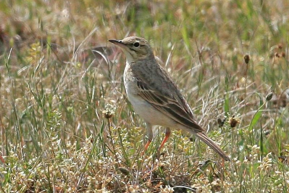 Fältpiplärka, en utrotningshotad fågel som bara finns i Vitemölla och på östra Skånes sandmarker med 35-40 par.