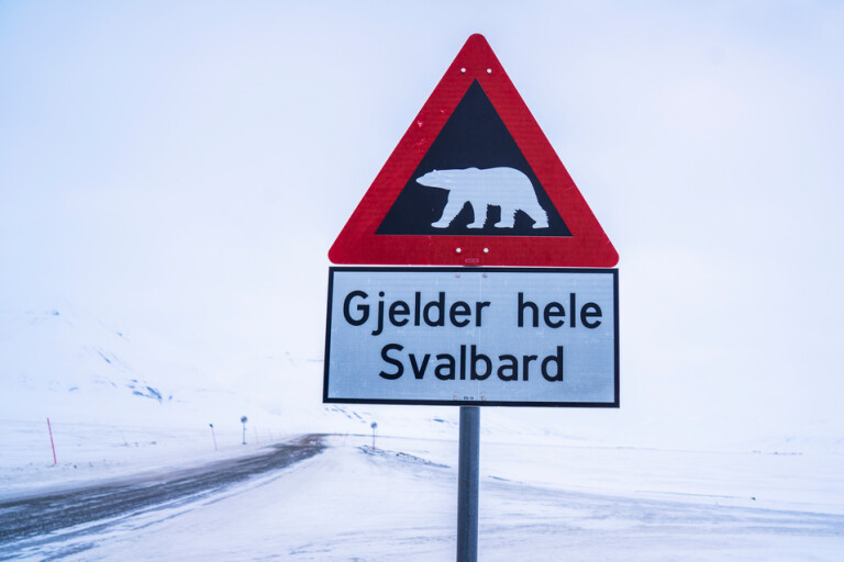 Fransk turist skadad av isbjörn på Svalbard