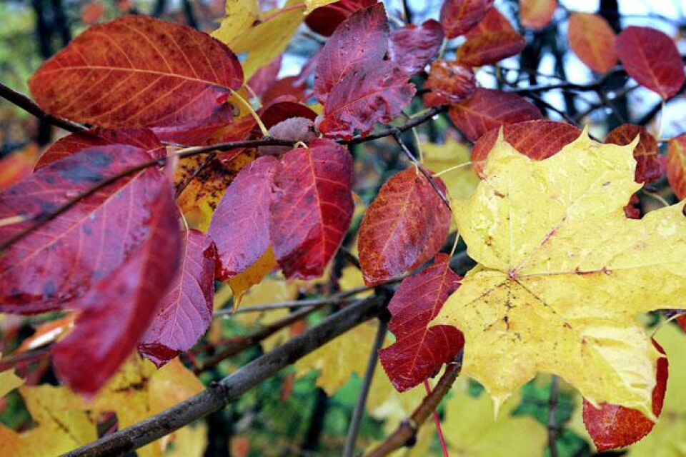 Hösten är här och med den också dess vackra färger.