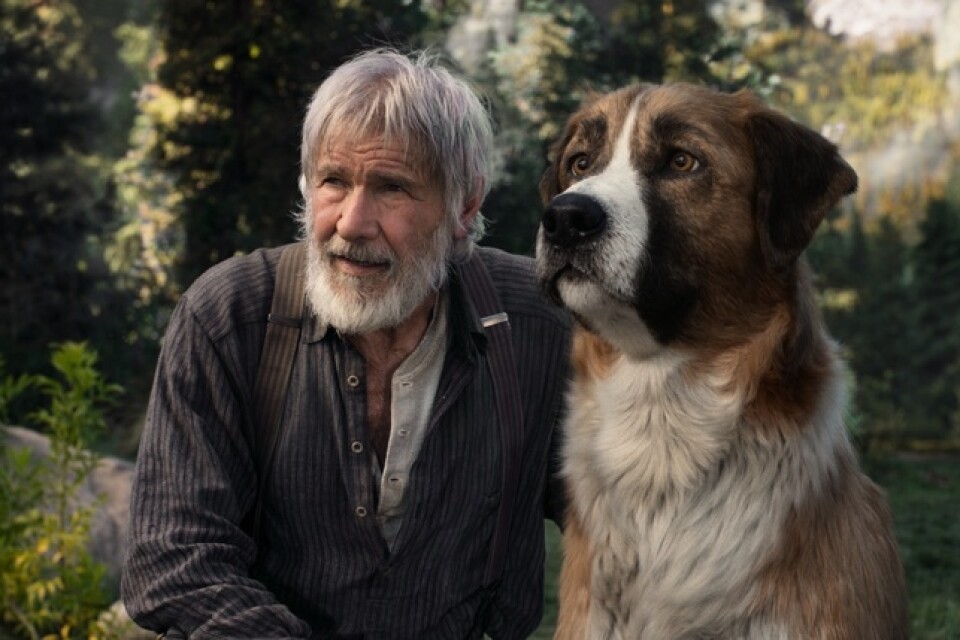 Harrison Ford spelar den enstörige John Thornton som stöter på hunden Buck i "The call from the wild – skriet från vildmarken". Pressbild.