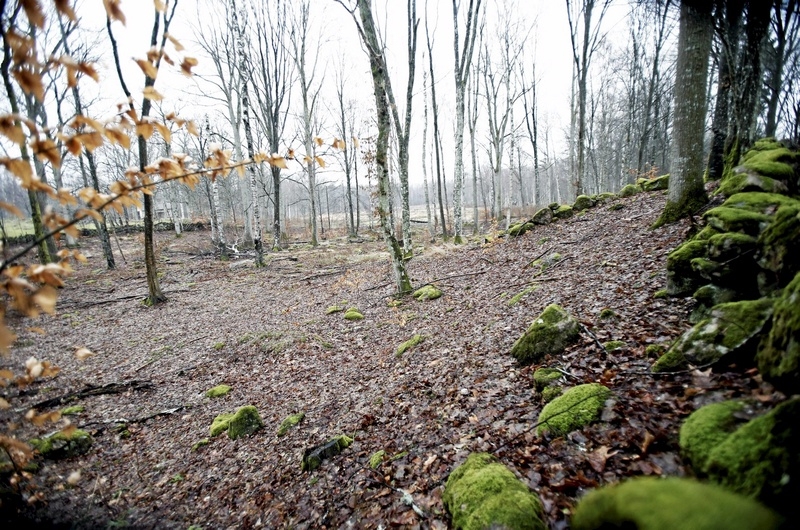 Mindre än hälften av skogen är kvar sedan friherre Johan Barnekow har förberett för sina höghus som placeras både i kuperad terräng och ovanpå stengärden. Foto: Stefan Sandström