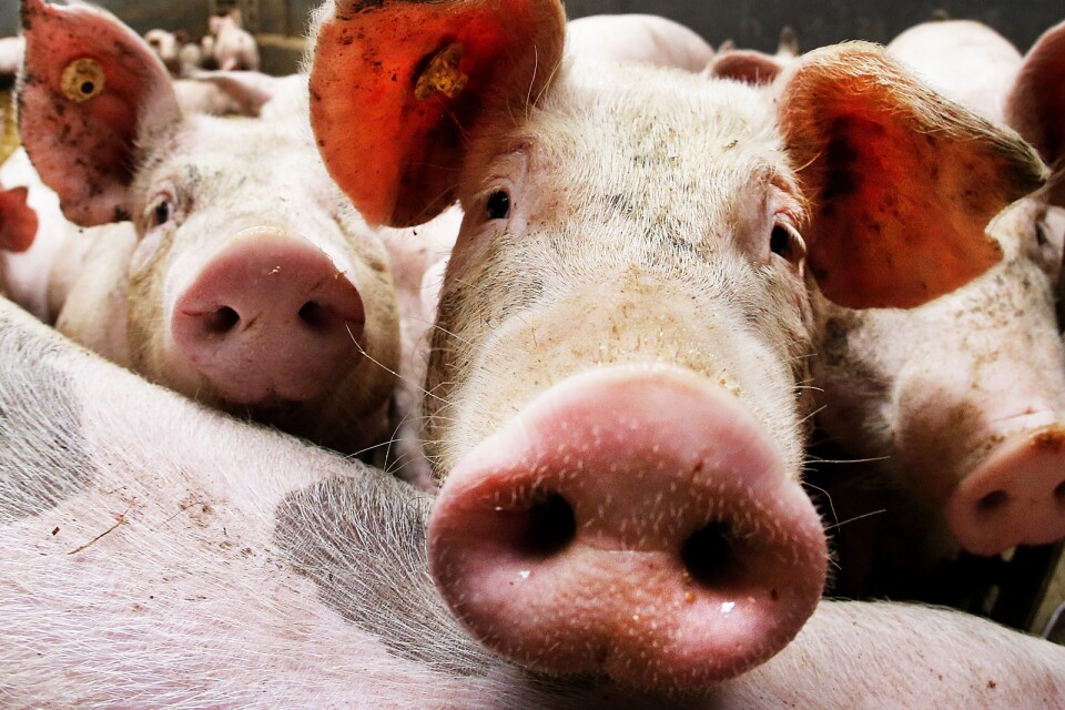 Nära 5 000 grisar har avlivats på grund av att salmonella upptäckts på flera skånska gårdar.