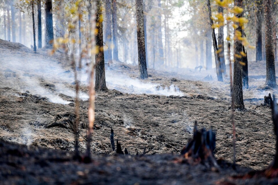 Blir det tillräckligt torrt brinner all skog - oavsett skötselmetod.