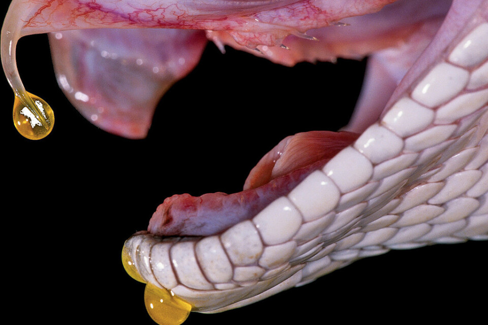 Det finns runt 200|000 giftiga djurarter. Denna skallerorm tillhör bland de giftigaste.