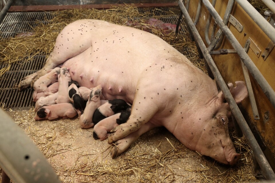 Det föds många griskultingar under en grisningsvecka. 60 suggor finns i var sin box.