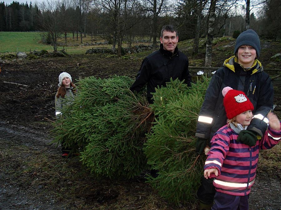 Det är bra att vara många när julgranarna ska bäras hem från skogen! Ella, Simon, Sacha och Linnea var hos mormor och morfar i Älmestad och högg julgranar. Mormor Marianne Andersson tog bilden.