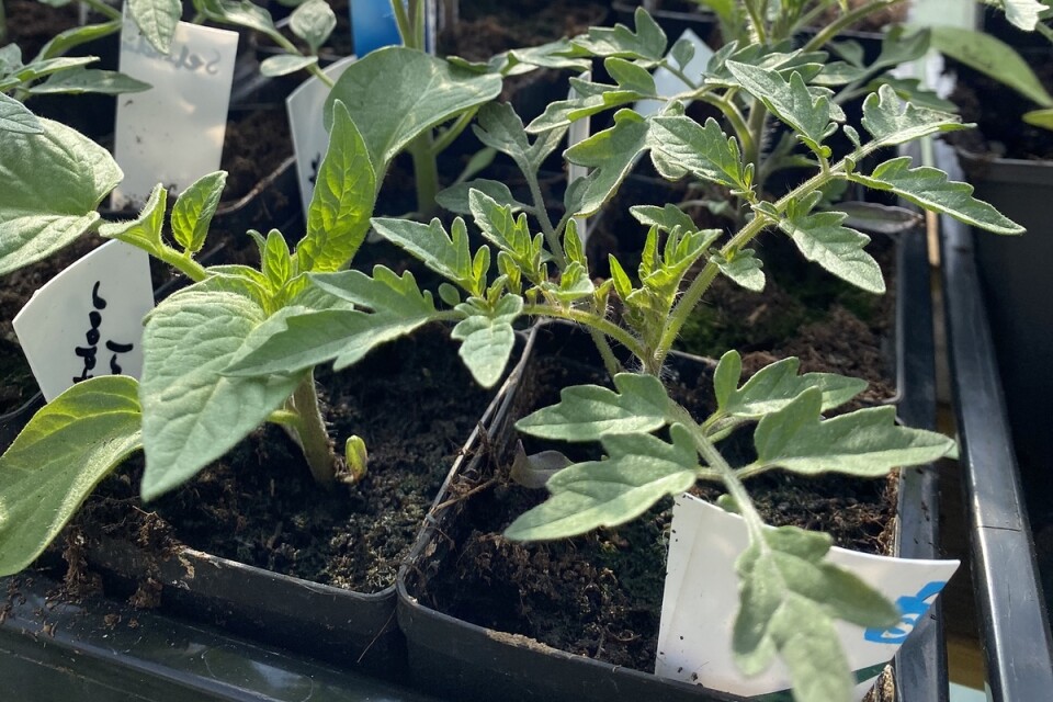 Fyrkantiga krukor som passar på en odlingbricka. Smidigare blir inte förodlingen. På bilden tomatplantor.