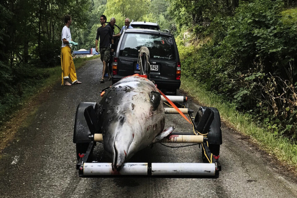 Näbbvalen som hittades död i Åbyfjorden i Bohuslän hade inte ätit på länge. Men varför det blivit så är oklart. Valen hade ett lager späck som den bedöms ha kunnat leva av i normala fall.