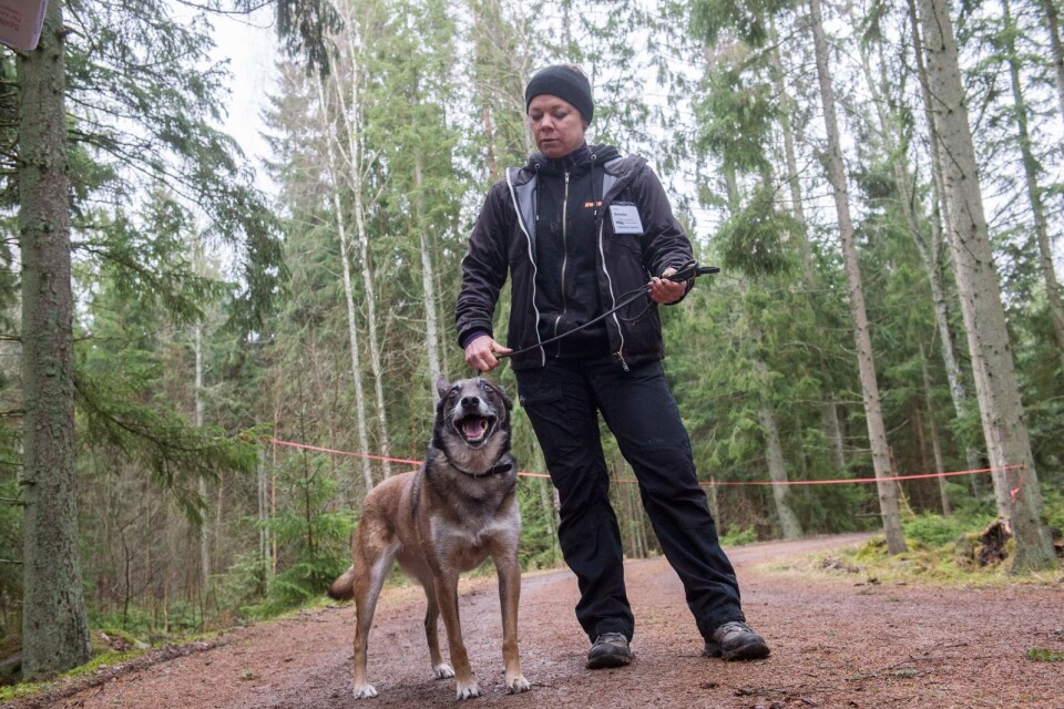 Belgiska vallhunden Aska och matte Annette Johansson anlitas flitigt för att tidigt upptäcka angrepp av granbarkborre.