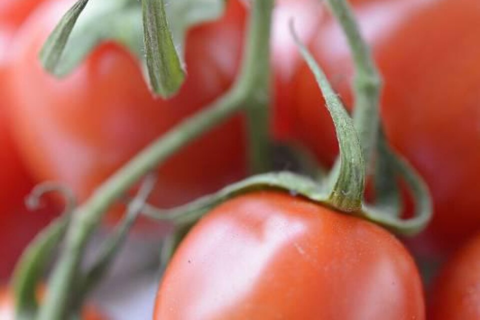 Skribenterna vill att tomaterna serveras som de är.