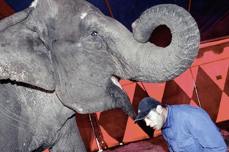 Tungviktarna är som vanligt elefanterna. Chirita Valentin bjuder sina skyddslingar på ekologisk lunch.