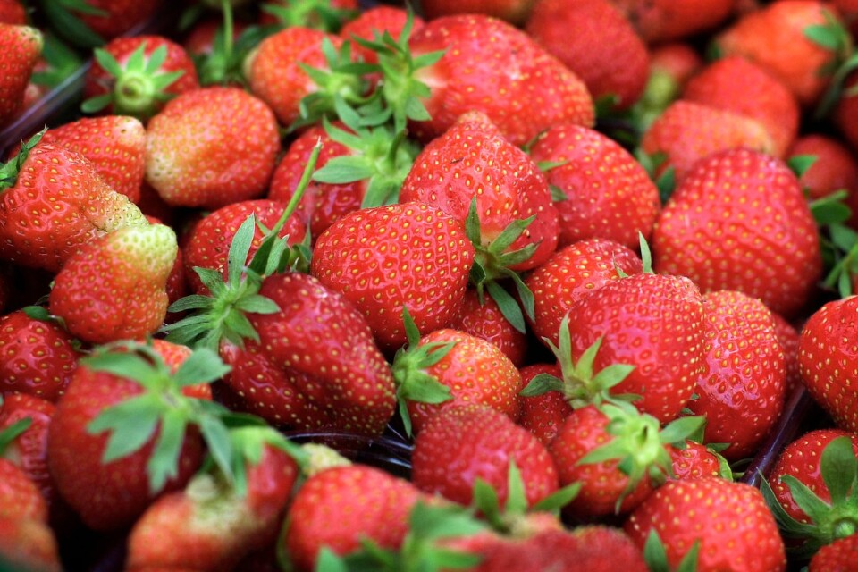 Ingen midsommar utan jordgubbar – i år blir det ingen Lövmarknad, så Magnus Henriksson tror efterfrågan på hans nyskördade gubbar kommer att öka.