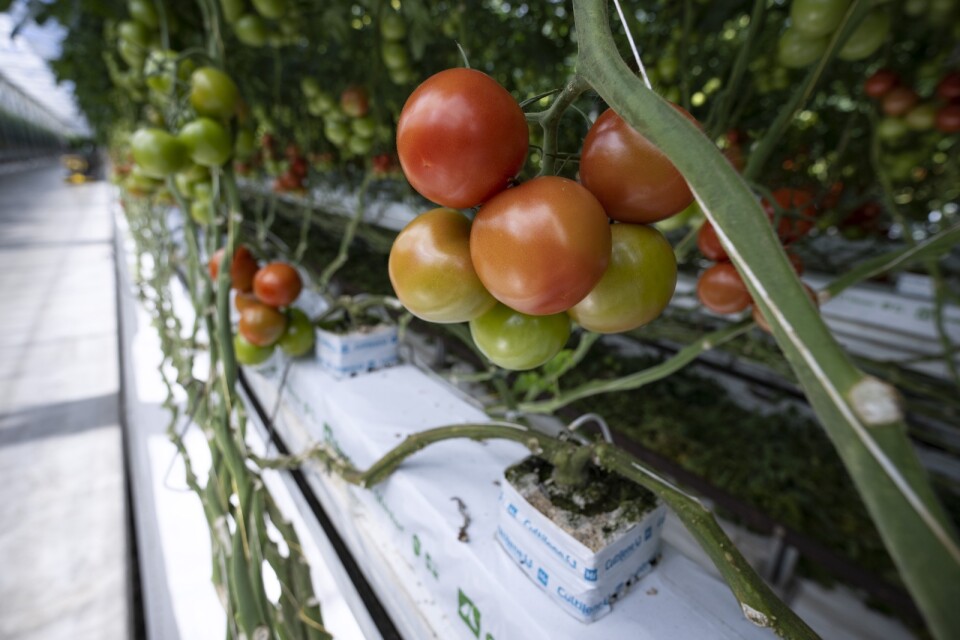 I Trelleborg odlades inga tomater i vinter – följderna syns i livsmedelsbutiken.