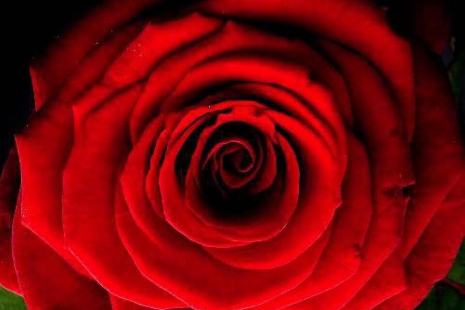 Röda rosor symboliserade kärlek och sex redan under antiken.Foto: Jessica Gow / SCANPIX