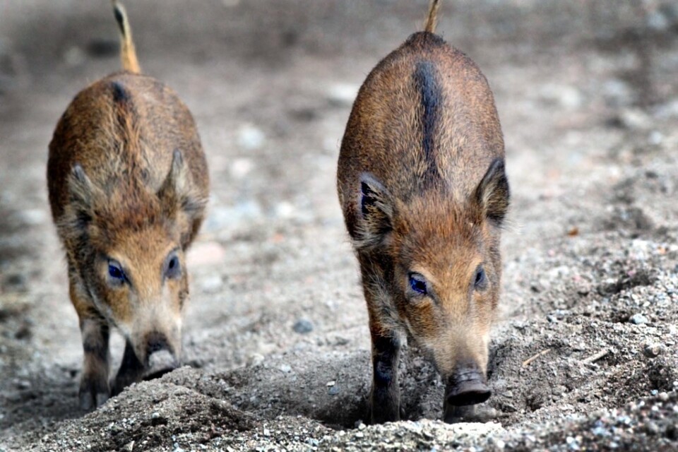 Tyskland bekräftade förra veckan ett fall afrikansk svinpest i ett vildsvin. Arkivbild.