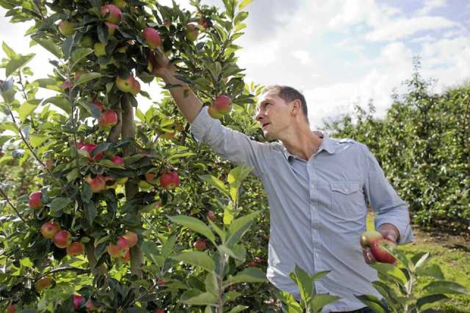 Förutsättningarna för en rekordskörd av svenska äpplen finns, menar Henrik Stridh, vd för Äppelriket.
Foto: Andreas  Hillergren/Arkiv