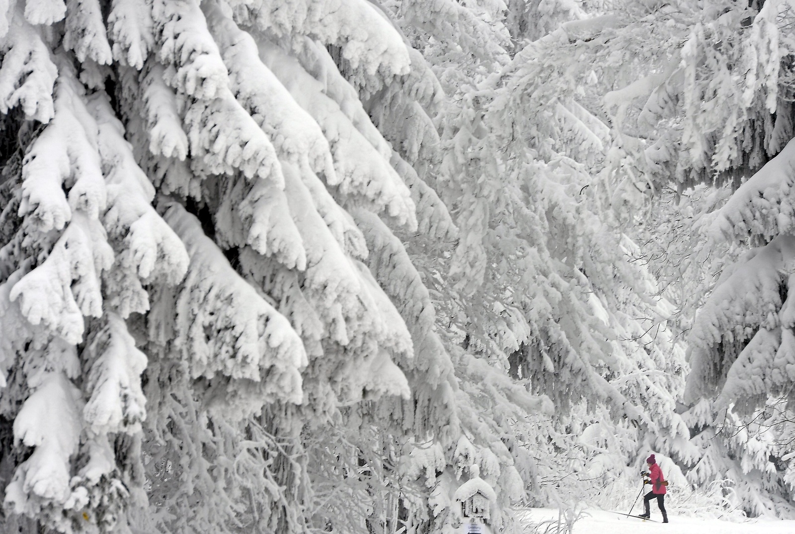 A skier passes snow covered trees in the Thuringian Forest near Oberhof, central Germany, on Tuesday, Jan. 22, 2013. The winter weather with temperatures around far below the freezing point will continue next days, according to forecasts. (AP Photo/Jens Meyer)