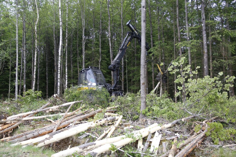 Avverkningen av skog har nu inletts på Lassalyckan inför världscupen i längdskidor i januari nästa år. Foto: Christer Seldevall