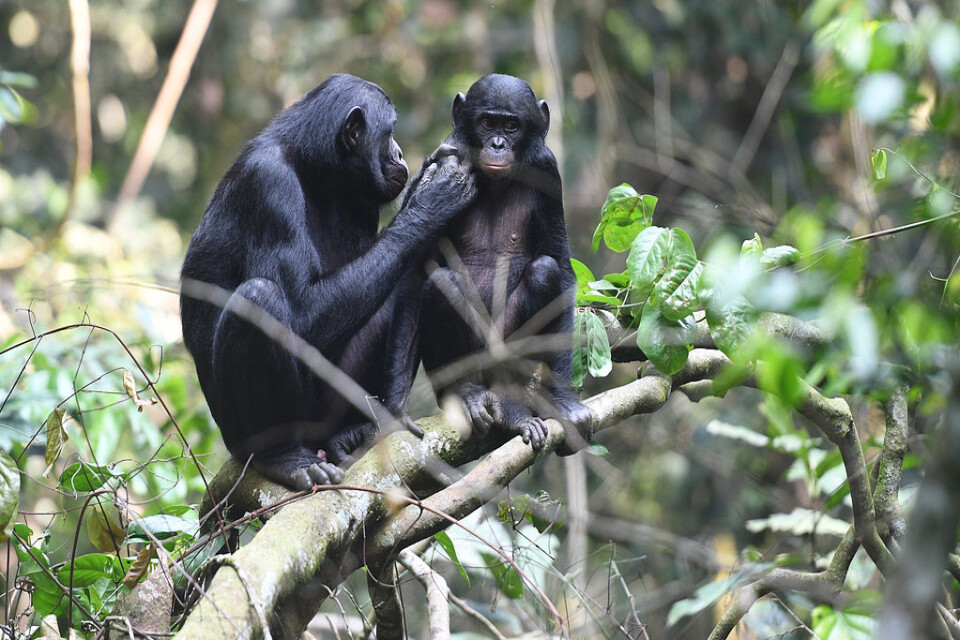 Mammorna till unga dvärgschimpanser gör allt för att deras söner ska få para sig. På så sätt tredubblas sannolikheten för att de ska få barnbarn.