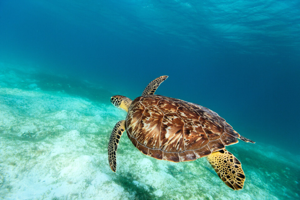 Den akut utrotningshotade karettsköldpaddan jagas för sin vackra ryggsköld. Arkivbild.