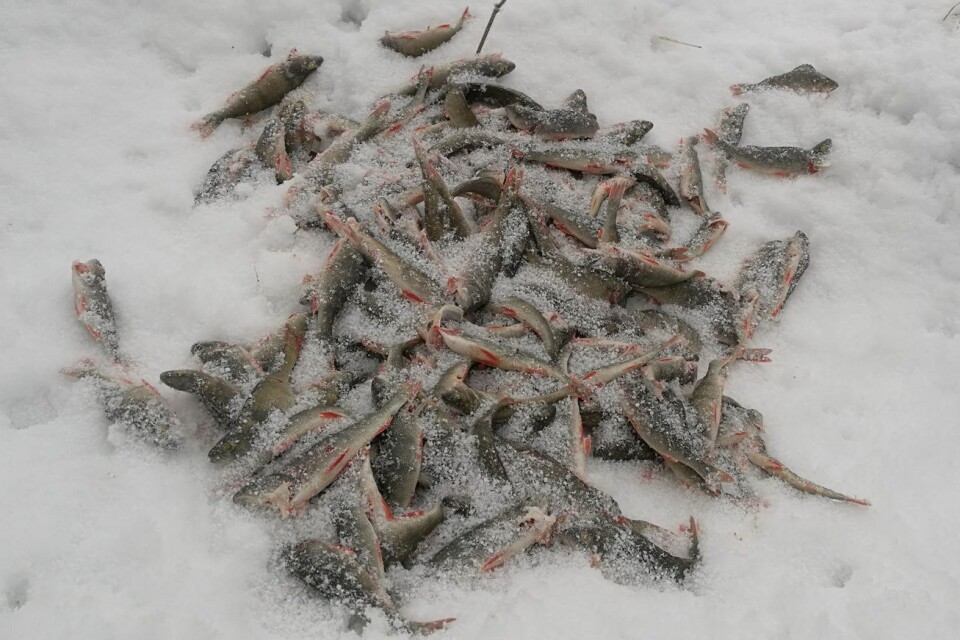 Ett stort antal abborrar hittades på Åsunden för cirka en vecka sedan. Foto: Jan-Åke Thorell.