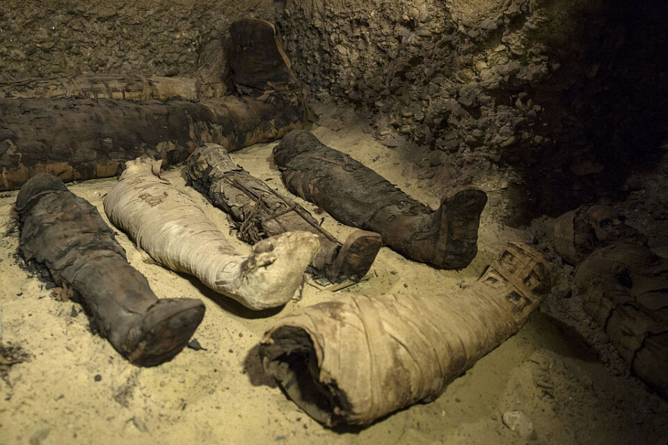 Arkeologer vid en gravplats i al-Minya gjorde i februari ett större fynd av mumier i gravkammare nio meter ner i marken. I en av kamrarna fanns en sarkofag i kalksten som nu ska öppnas i direktsändning.