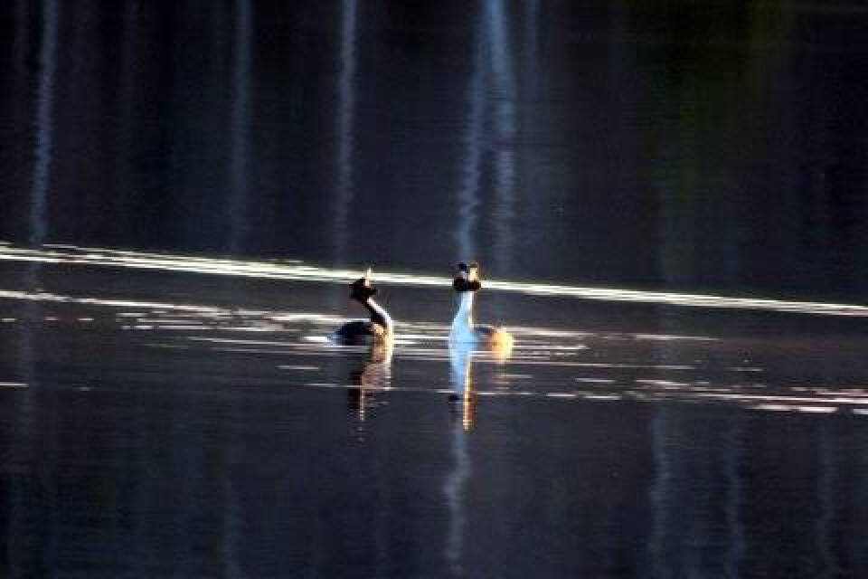 SvarthakedoppingarEino Blixt har skickat in den här bilden på ett svarthakedoppingpar i sjön Hummeln vid Kristdala.