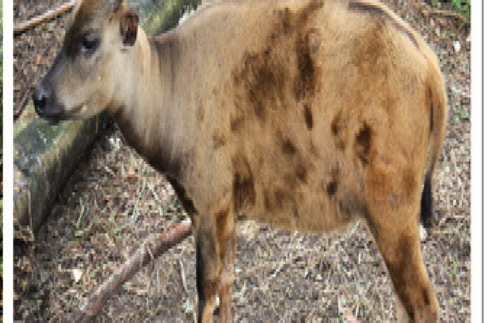 Bland de djur som avbildas på grottmålningen syns en anoa, som är en slags buffel som lever i bland annat Indonesien.
