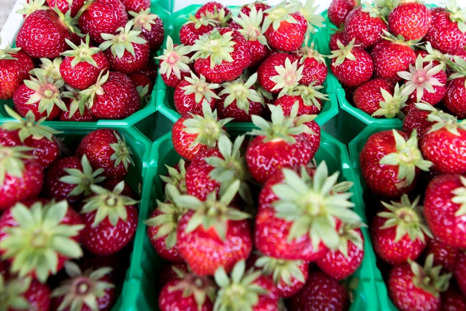 Det blir gott om svenska jordgubbar till midsommar. Arkivbild.