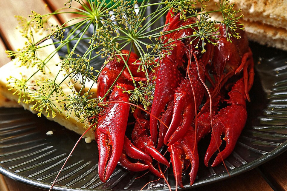 Crayfish are eaten along with toast and cumin-flavoured cheese.