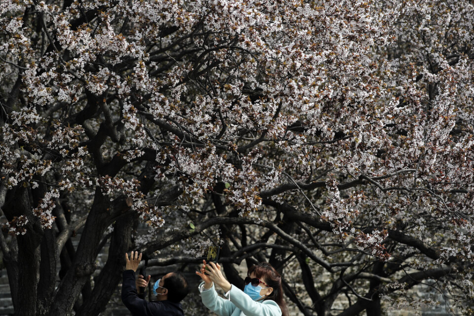 Hundratusentals människor i kinesiska Jia drabbas av reserestriktioner sedan nya fall har upptäckts. Bilden är tagen vid plommonträdens blomning i Peking under helgen.
