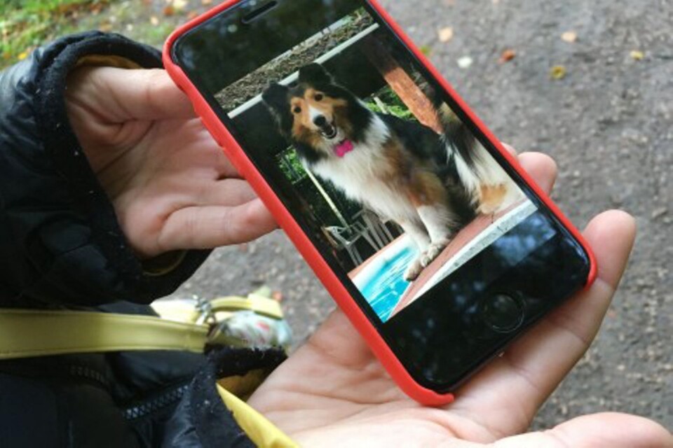 Ägaren visar upp en bild på Leela i sin telefon.