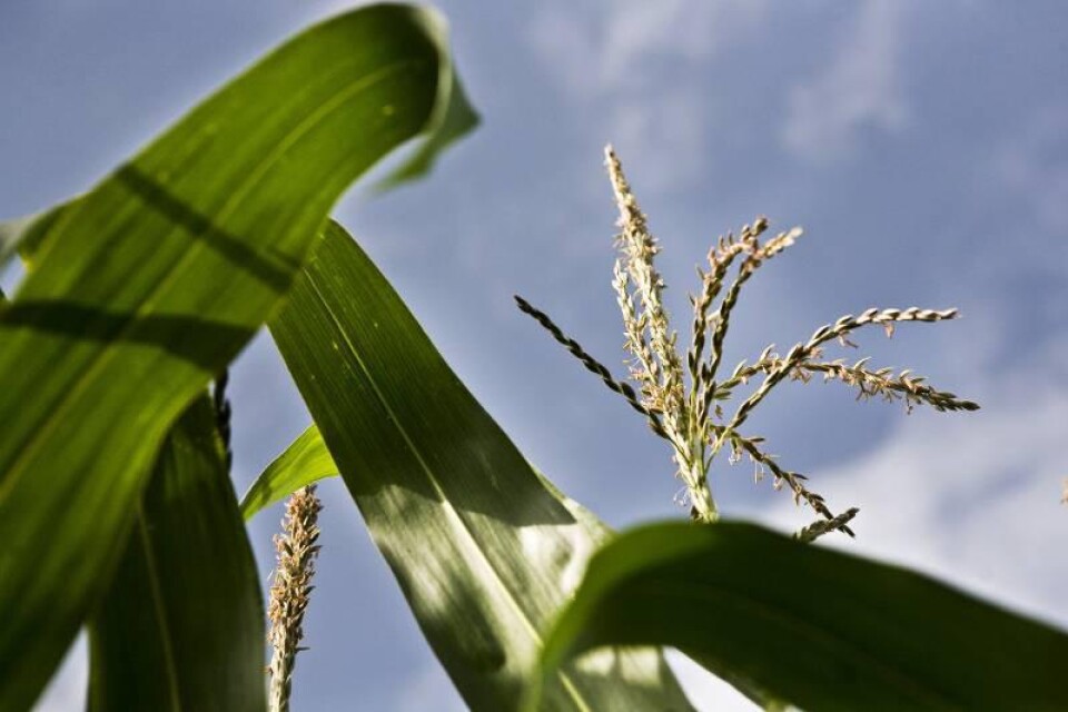 GMO är en välsignelse för ekoodlare, skriver Ingvar Hempel. Arkivfoto: Johanna Wallin