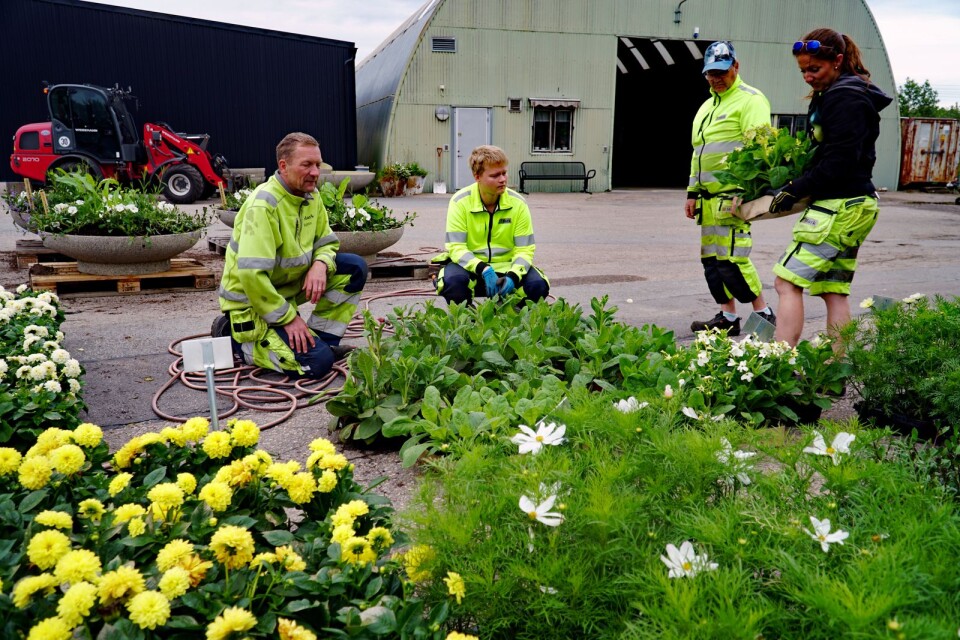 Fyra personer är sysselsatta med att att plantera alla blommorna. Från vänster: Peter Byhlin, Marcus Rüttner, Hans Andersson och Lina Ivarsson.