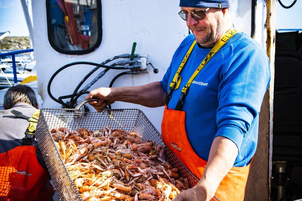 Fiskaren Rikard Berendtzen har ”trålat räk” och havskräftor i hela sitt liv, här med morgonens fångst av havskräftor. En del kokas ombord, resten levereras till Smögens Fiskauktion.