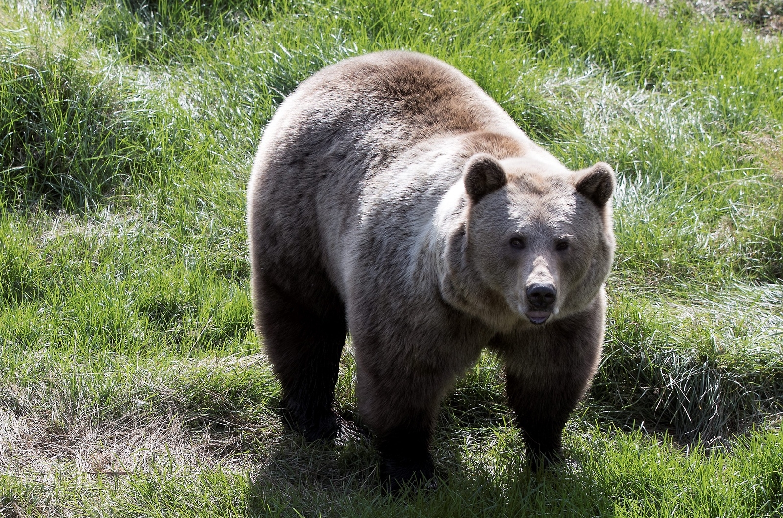 Nelly Carlsson stötte på oväntat sällskap i skogen (björnen på bilden är dock en annan björn).
Foto: TT
