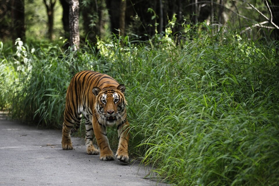 En annan tiger, fotograferad 2015 i den indiska nationalparken Bannerghatta söder om Bangalore. Arkivbild.