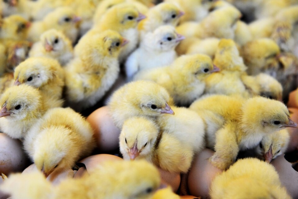 Nykläckta kycklingar. Arkivbild