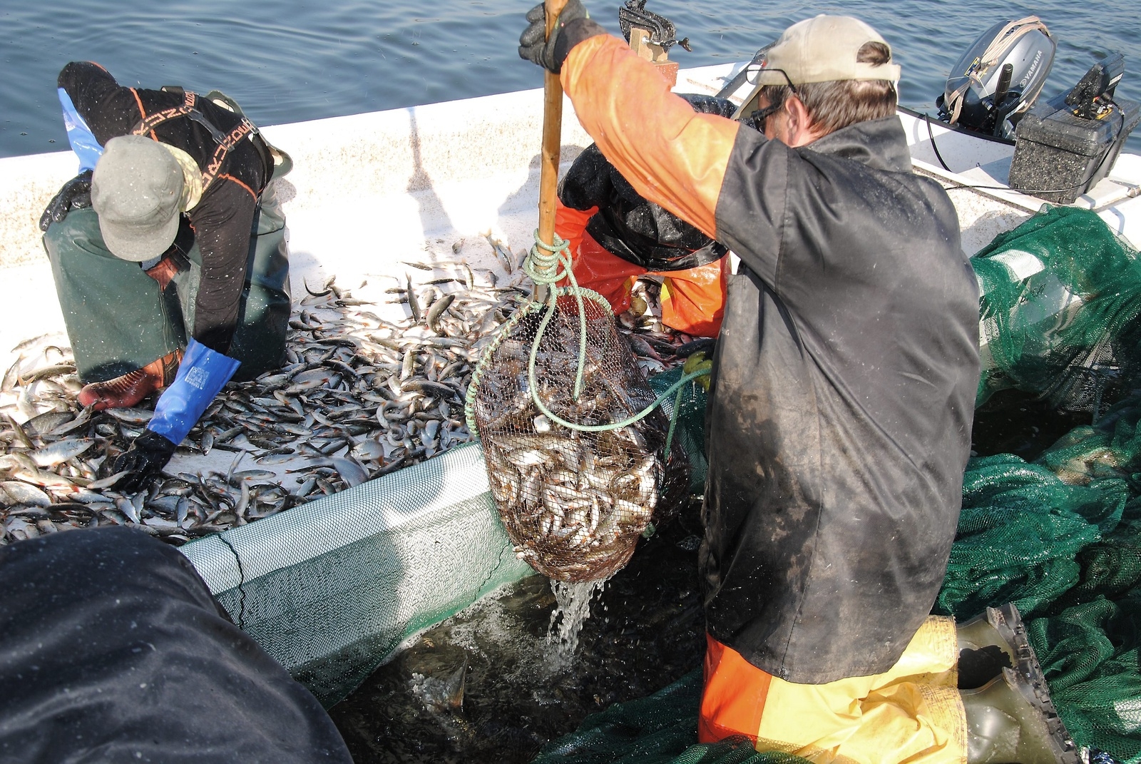 Fångsten håvas upp ur noten, som bubblar av sprattlande fisk. Den här fångsten gav 900 kilo.               Foto: Stefan Olofson