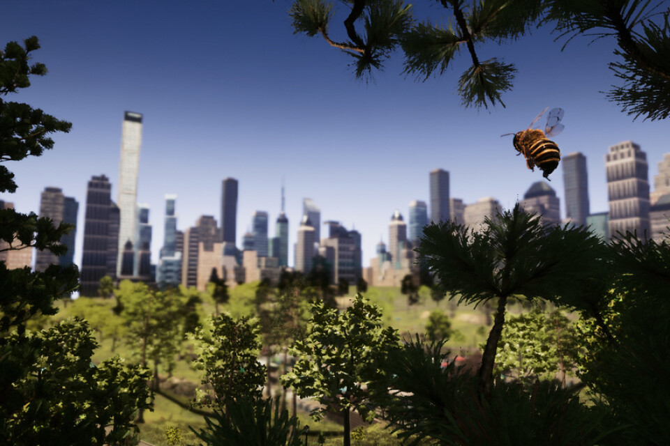 Med små tips och tricks hoppas skaparna av "Bee simulator" att spelarna ska lära sig mer om bin, och kanske till och med hjälpa de små insekterna i verkliga livet. Pressbild.