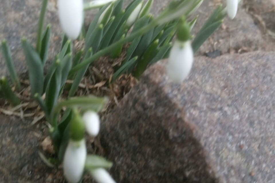 Redan den 13 januari hittade Ann-Marie Nilsson i Broby snödroppar i sin trädgård. Ett hopp om våren.