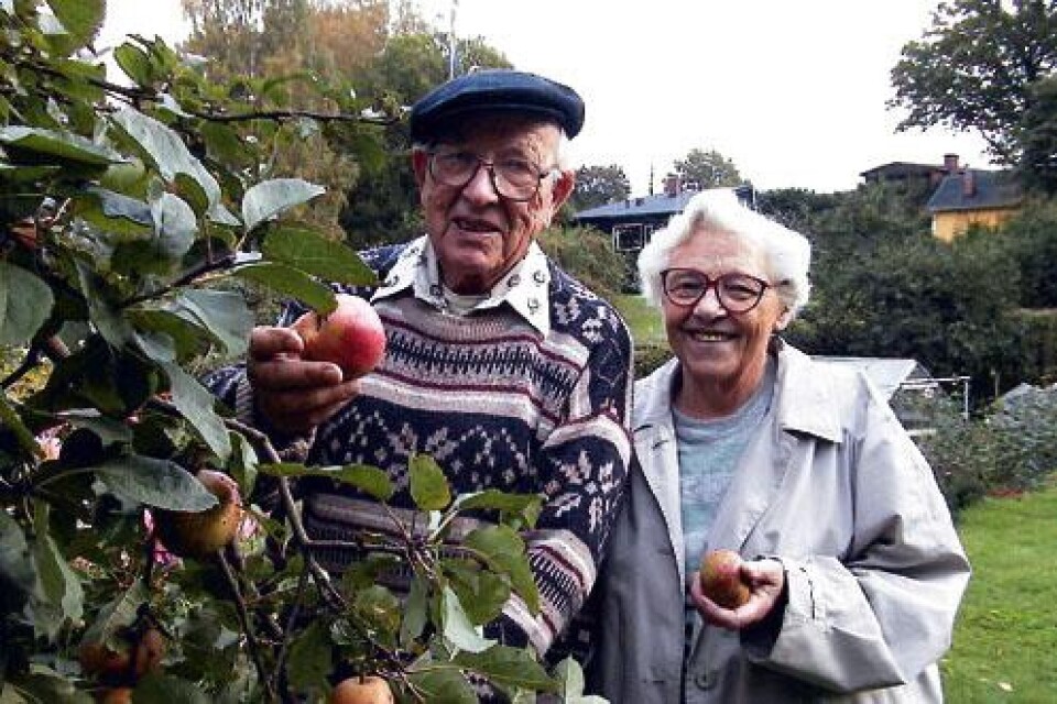 Höstens frukter. Folke och Elsa Nilsson kan njuta av äpplen under både sommar och höst. Genom att ympa flera olika sorters äpplen i ett och samma träd bär det frukt under en lång tid. Foto: BETTINA BETTENHAUSEN