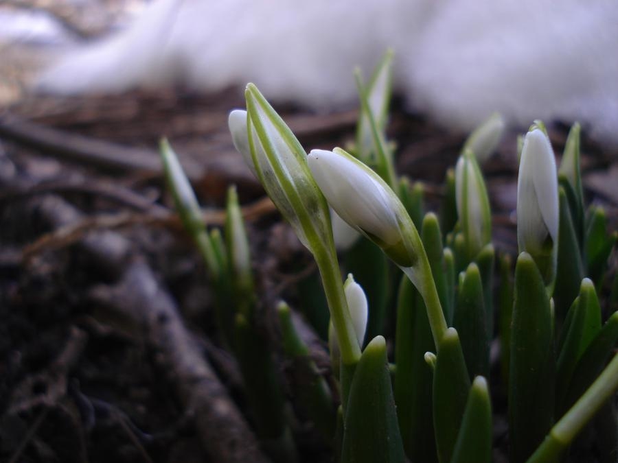 Våren är på väg. Trots att snödrivorna ligger djupa några centimeter från väggen har några snödroppar tittat fram.