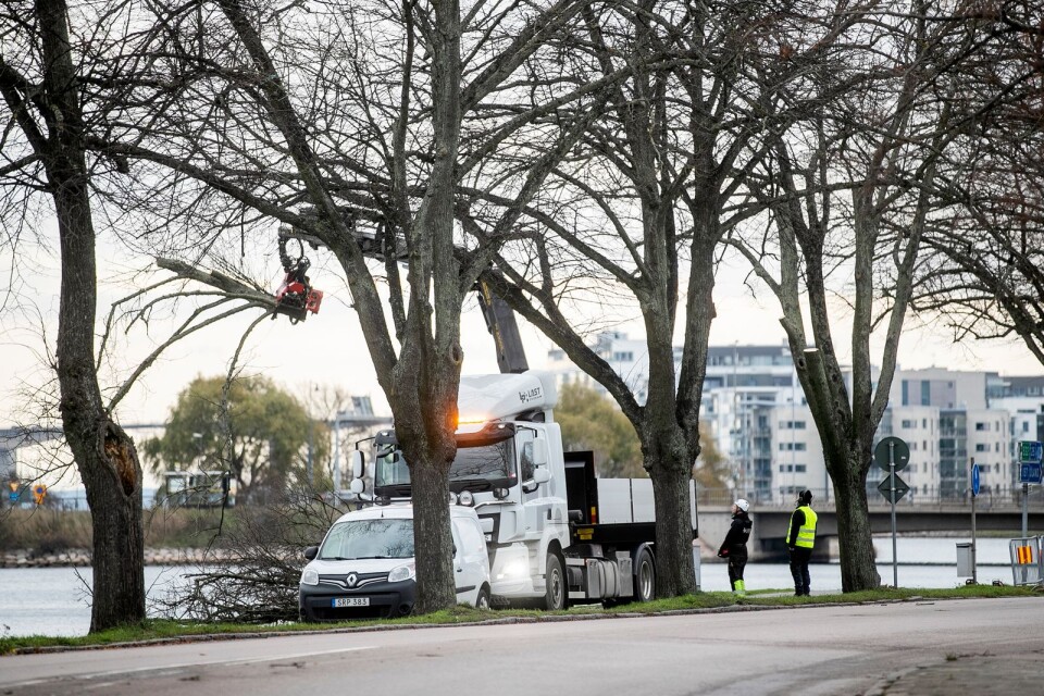 Med hjälp av en stor kranbil lyfts de stora grenarna ner, en efter en. På tisdagen började kommunen ta ner ett tiotal skadade lindar utmed Södra Kanalgatan.