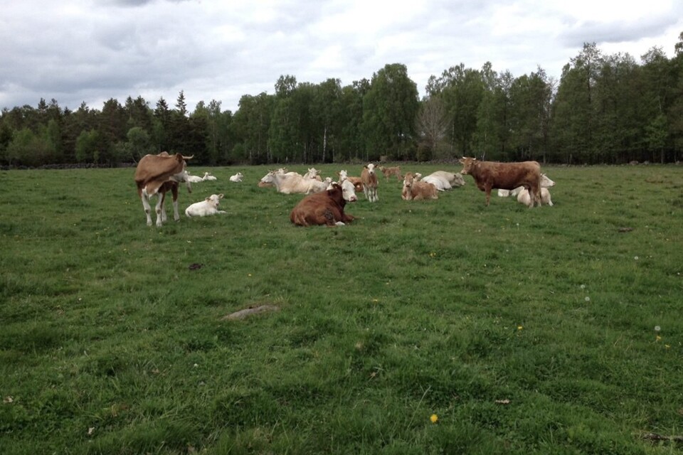 Hagen där Ulla Henrikson och Jörgen Andersson nyligen förlorade en av sina kor i sommarsjuka.  Foto: Privat