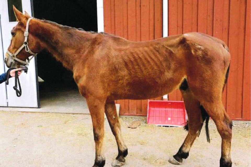 Hästen såg ut som "ett vandrande skelett", enligt ett vittne. Bild ur polisens förundersökning.