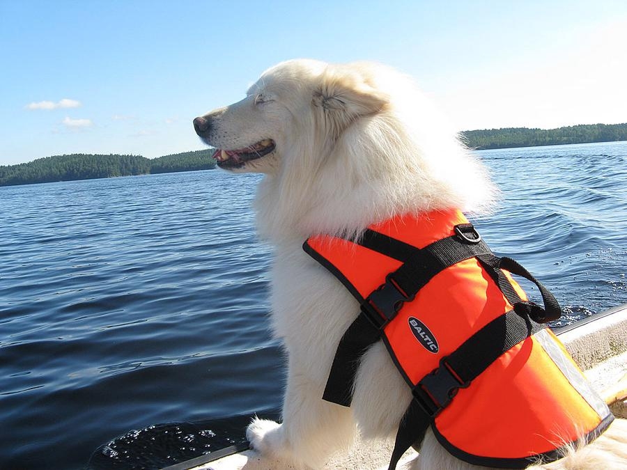 Camilla Morins hund Zingo på en båttur på Säven.