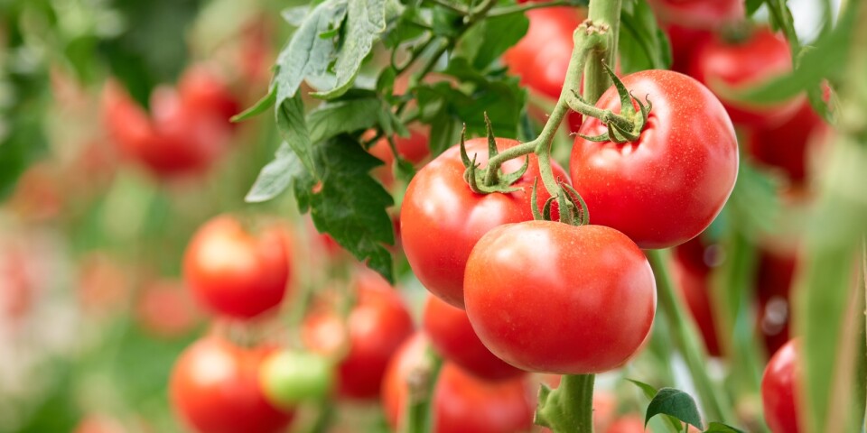 Någon tyckte inte att förskolebarnen förtjänade lokalproducerade tomater, utan förstörde dem istället. Arkivbild.