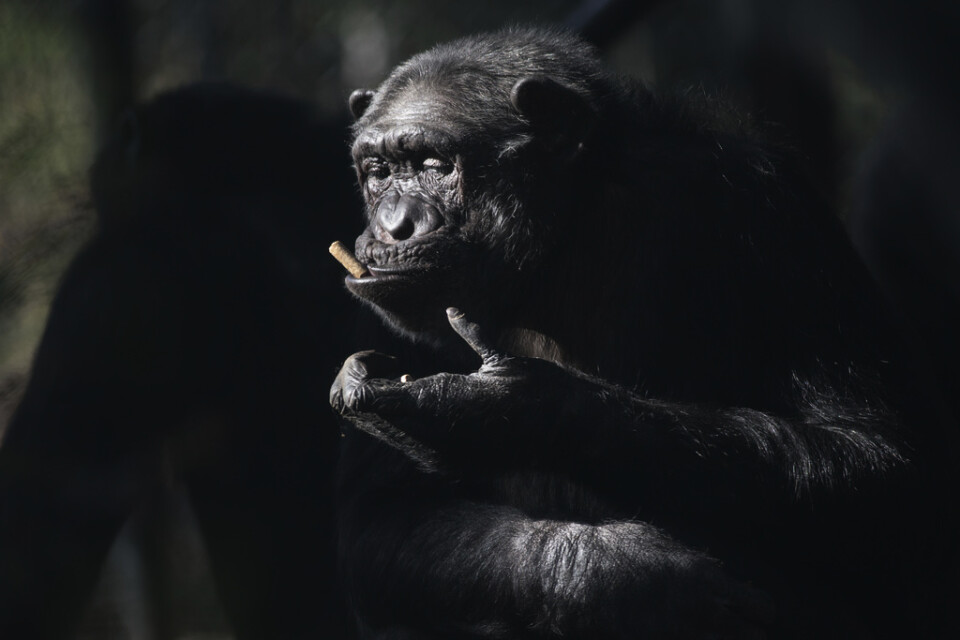 Schimpanser har i bland mycket att säga till varandra. Arkivbild.
